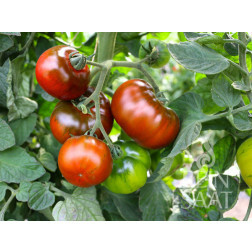 Tomate - Revilla - BIODYNAMIQUE