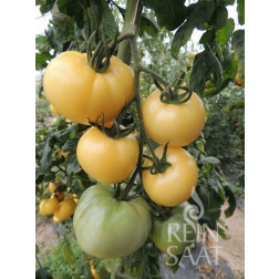 Tomate - White Sensation - BIODYNAMIQUE