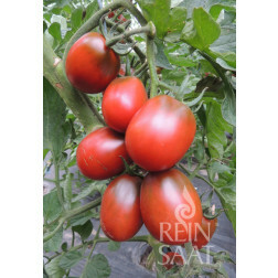 Tomate - Black Plum - BIODYNAMIQUE