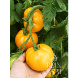 Tomate - Valencia - BIODYNAMIQUE
