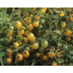 Tomate - Gelbe Johannisbeere - BIO