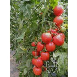 Tomate - Shimmeig Creg - BIODYNAMIQUE
