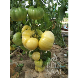 Tomate - White Beauty - BIODYNAMIQUE