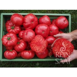 Tomate - Rosa - BIODYNAMIQUE - Remise de 50% pour cause de germination réduite