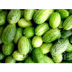 Melothria trilobata - Melothria (Concombre cocktail) - BIO