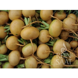 Navet de printemps - Petrowski/Ludowsky - BIODYNAMIQUE