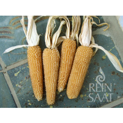 Maïs popcorn - White Selection - BIO