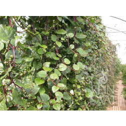 Malabar Spinach, Basella rubra