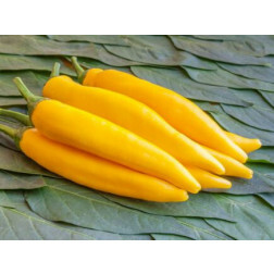 Piment fort - Sarit Gat - BIODYNAMIQUE