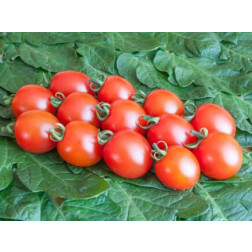 Tomate cerise - Trixi - BIODYNAMIQUE