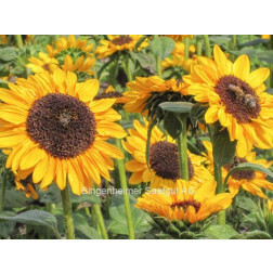 Helianthus annuus, Hella, Tournesol orange