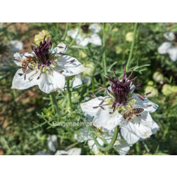 Nigella papillosa - Nigelle d’Espagne ‘African Bride’ - BIODYNAMIQUE