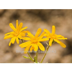 Arnica montana - Arnica des Montagnes - BIODYNAMIQUE