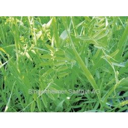Mélange de vesce-seigle - BIO