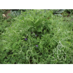 Vicia d'hiver (villosa), Vicia villosa 10 kg
