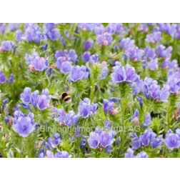 Echium plantagineum - Vipérine faux-plantain - BIODYNAMIQUE