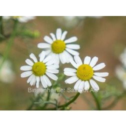 Matricaria chamomilla - Camomille sauvage - BIODYNAMIQUE