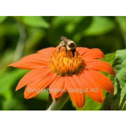 Tithonia rotundifolia - Tournesol rouge/mexicain - BIO