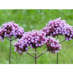 Verbena bonariensis - Verveine - BIODYNAMIQUE