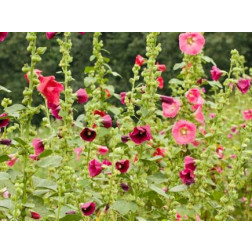 Althaea rosea - Rose trémière - BIODYNAMIQUE