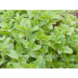 Origanum heracleoticum - Origan de Grèce 'Hera' - BIODYNAMIQUE