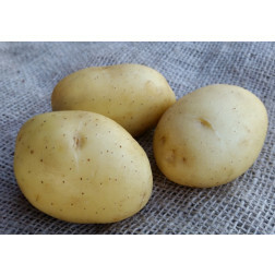 Plants de pomme de terre - Vitabella - taille A 28/35 - 1kg - BIO