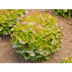 Salade feuille de chêne - Bijella - BIODYNAMIQUE - 50% de remise - germination réduite