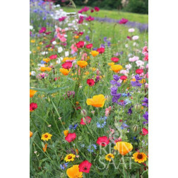 Mélange de fleurs d'été - Pré des fées - BIO