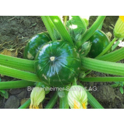 Courge - Zaphito - BIODYNAMIQUE
