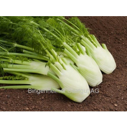Fenouil à bulbe - Fino/Fenno - BIO - 50% remise - germination réduite