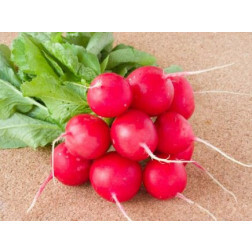 Radis - Marike - BIODYNAMIQUE - 50% de remise pour cause de germination réduite