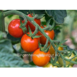 Tomate - Primabella - BIODYNAMIQUE