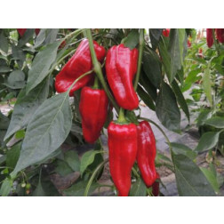 Poivron- Türkischer gewürzpaprika - BIODYNAMIQUE