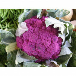 Brocoli - Violet du Cap - BIO