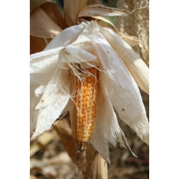 Maïs à grains - Pop Corn - BIO - Remise de 50% pour cause de germination réduite