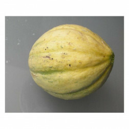 Melon - Vieille France - BIO
