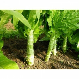 Laitue Chinoise - Celtuce - BIO