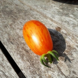 Tomate - Blush - BIO - Remise de 50% pour cause de germination réduite