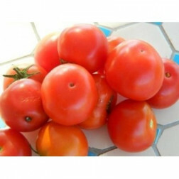 Tomate - Joyau d'Idaho - BIO