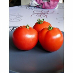 Tomate - Merveille des Serres- BIO