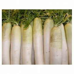 Carotte - Blanche des Vosges - BIO - 50% de remise - germination réduite