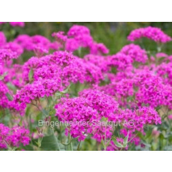 Silene armeria - Silène à bouquets - BIODYNAMIQUE