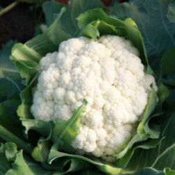 Chou-fleur - Mechelse vroege - BIO