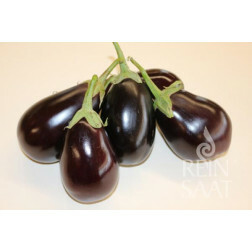 Aubergine - Nero - BIODYNAMIQUE