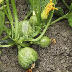 Courgette - De Nice à fruit ronde - BIODYNAMIQUE