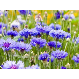 Bleuet des champ, Centaurea cyanus